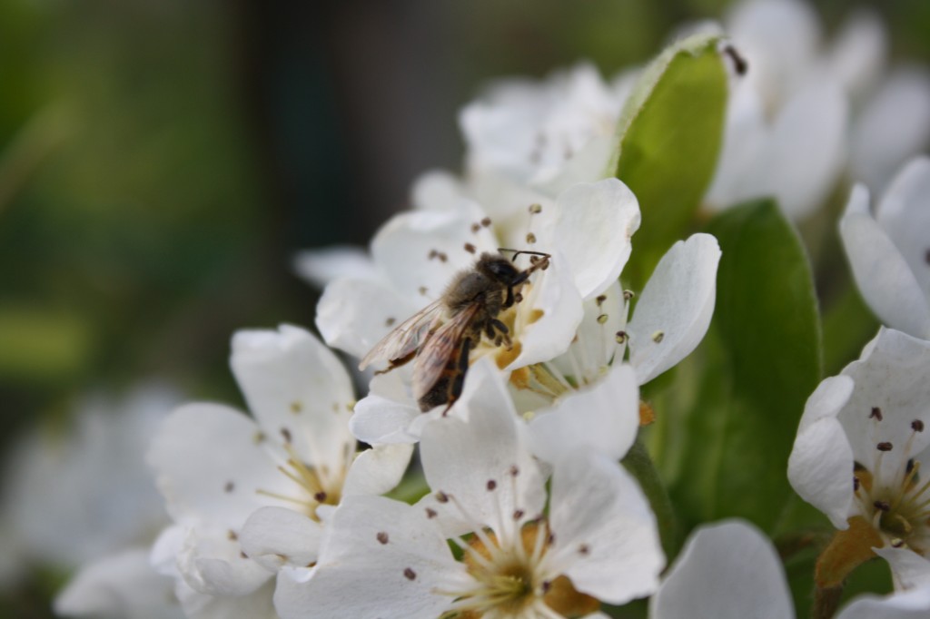 Fotografia di un'ape su fiori di pero