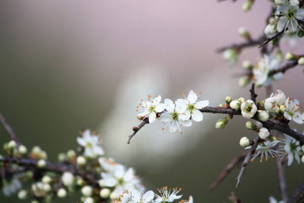 Fiori Piripirito